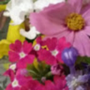 Meet your Posher, Cyndi